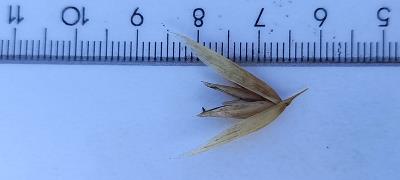 Click for 1 image(s) for this accession. Spikelet
